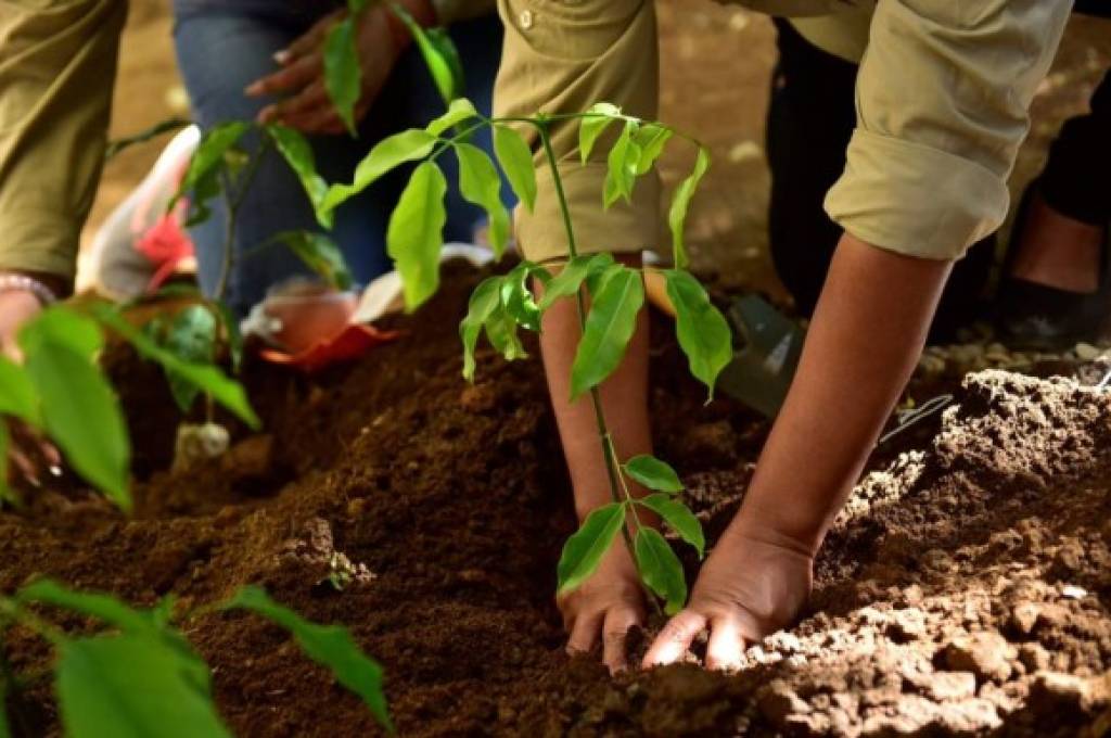 Nestlé lanza el programa de reforestación 'Bosques del Mañana'