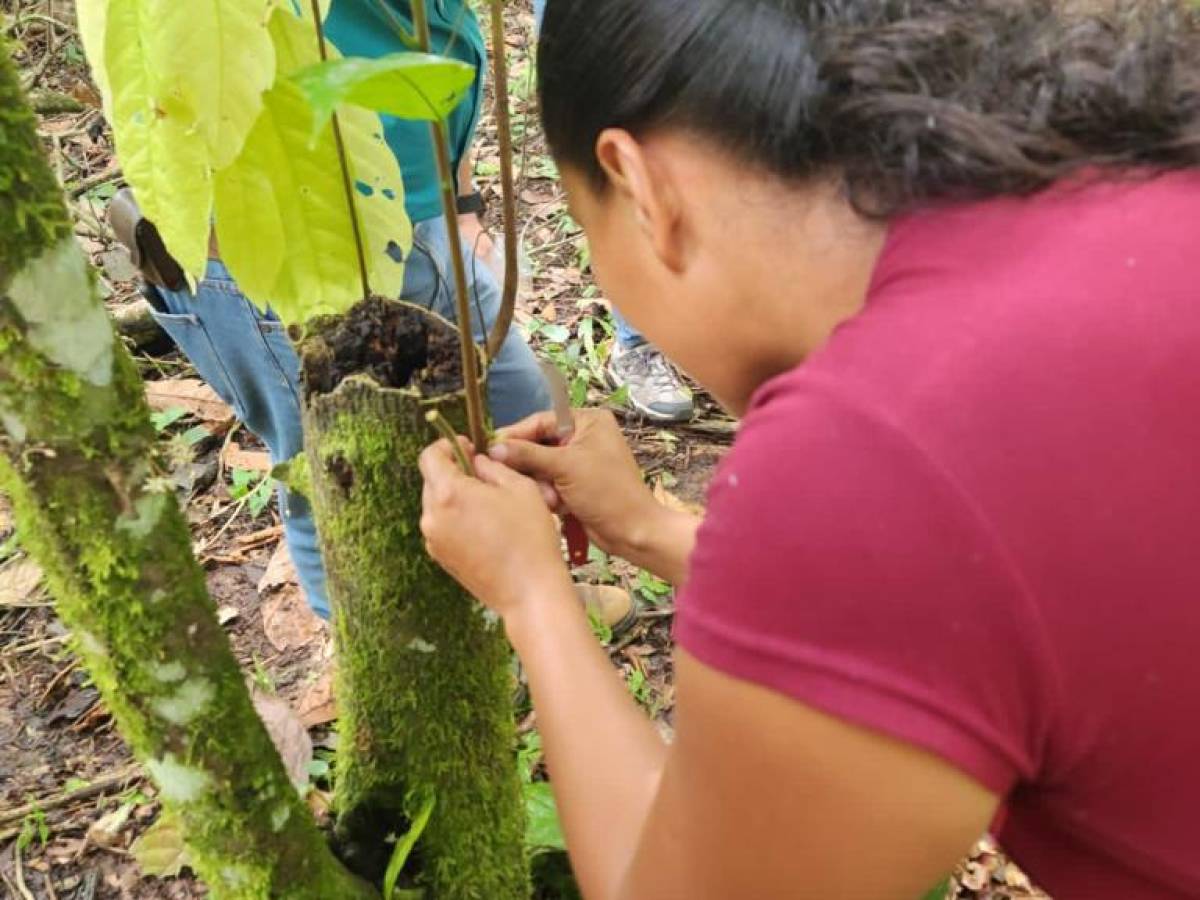 Capacitan a más de 300 mujeres para la producción de cacao en tres países de Latinoamérica