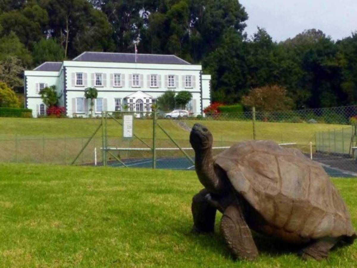 Jonathan, de 190 años, la tortuga más longeva de la historia