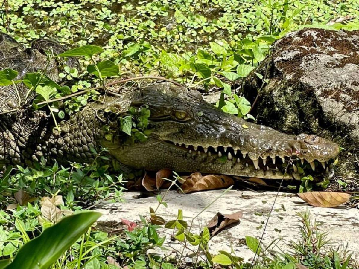 Coquito, la cocodrilo costarricense que marcó a la ciencia