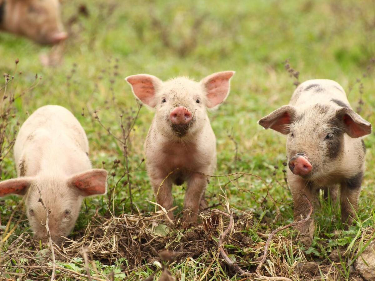 Panamá: Porcicultores advierten alza en costos, Gobierno congelaría arancel del maíz
