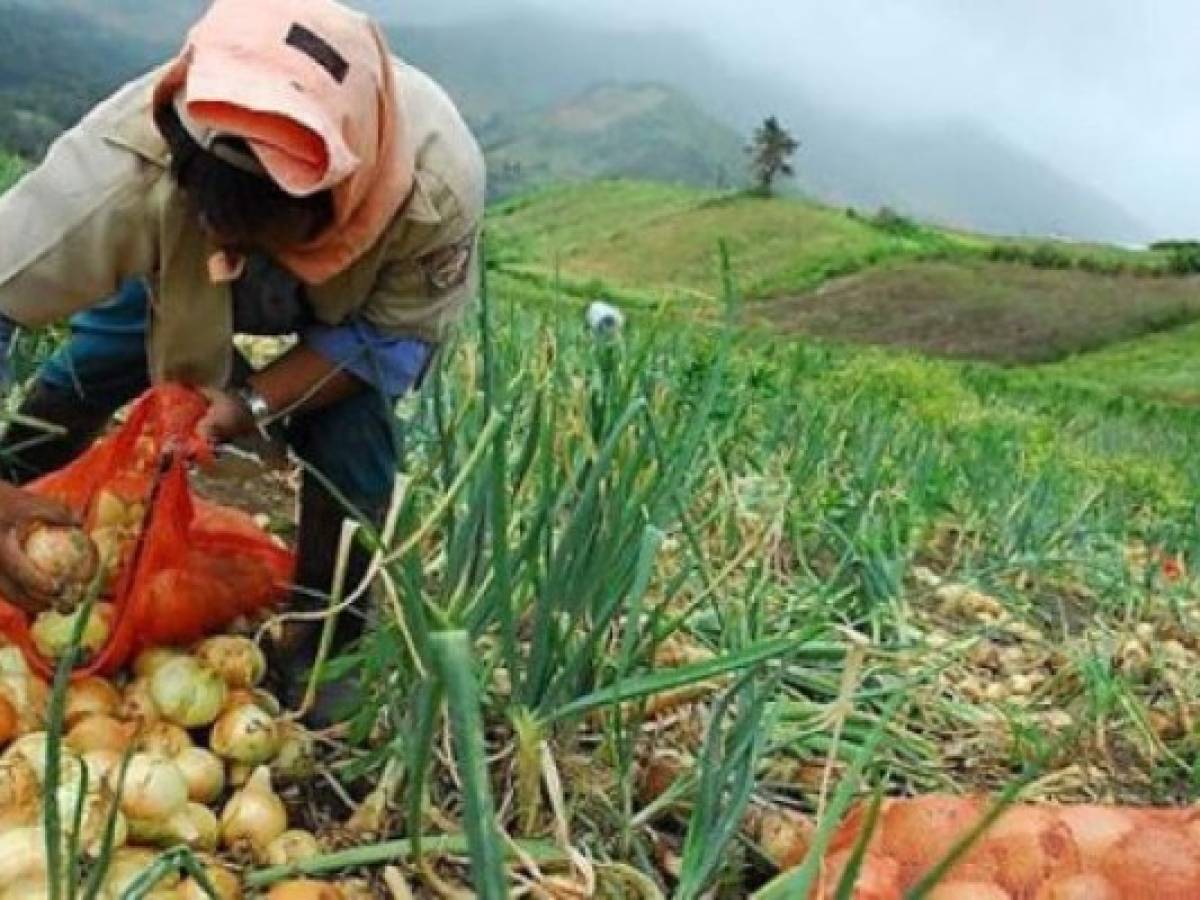 Gremio agropecuario de Panamá alerta de alzas y escasez de semilla por conflicto entre Rusia y Ucrania