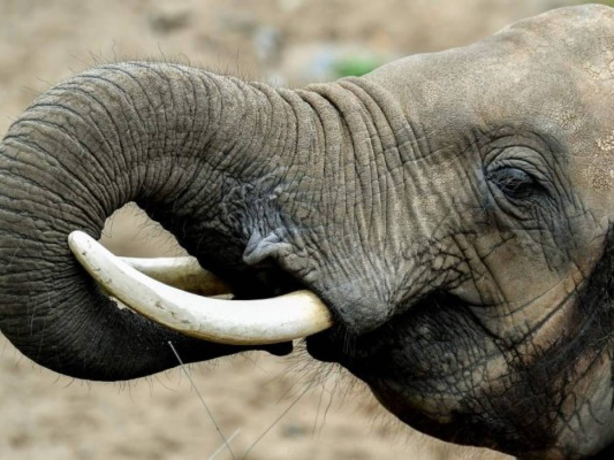 Venta de elefantes de África a los zoos queda prácticamente prohibida