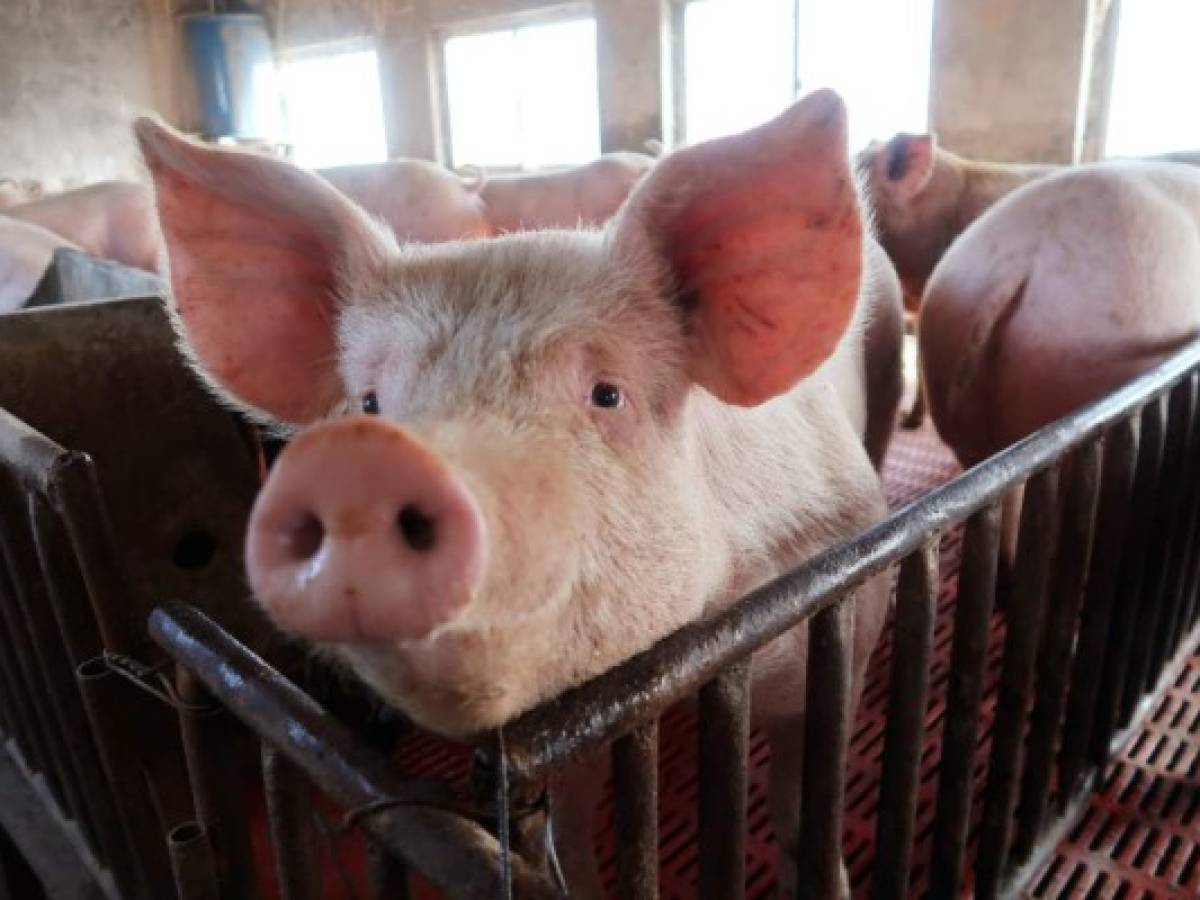 China avala la importación de carne de cerdo de Costa Rica