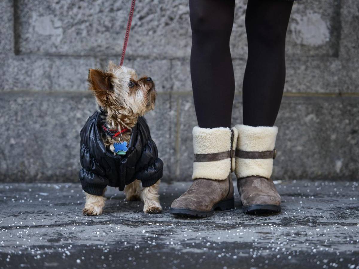 Compras de ropa para mascotas aumentan: Los más vendidos collares y  pecheras con estilos