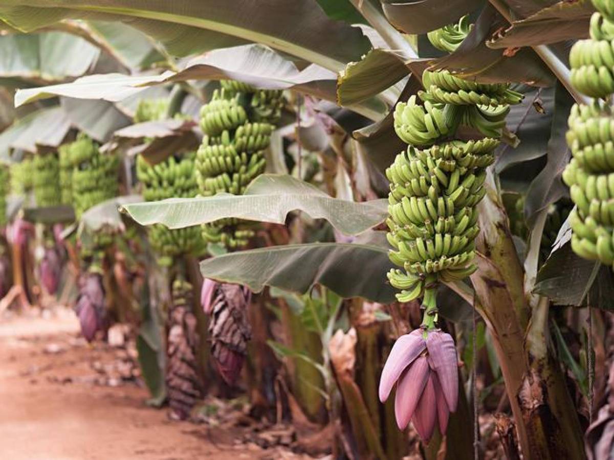 Industria bananera preocupada por volatilidad del tipo de cambio en Costa Rica