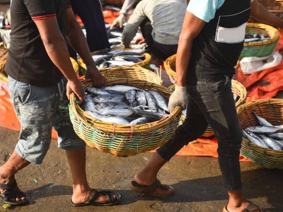 Realizan auditoría para certificar a Costa Rica en pesca sostenible