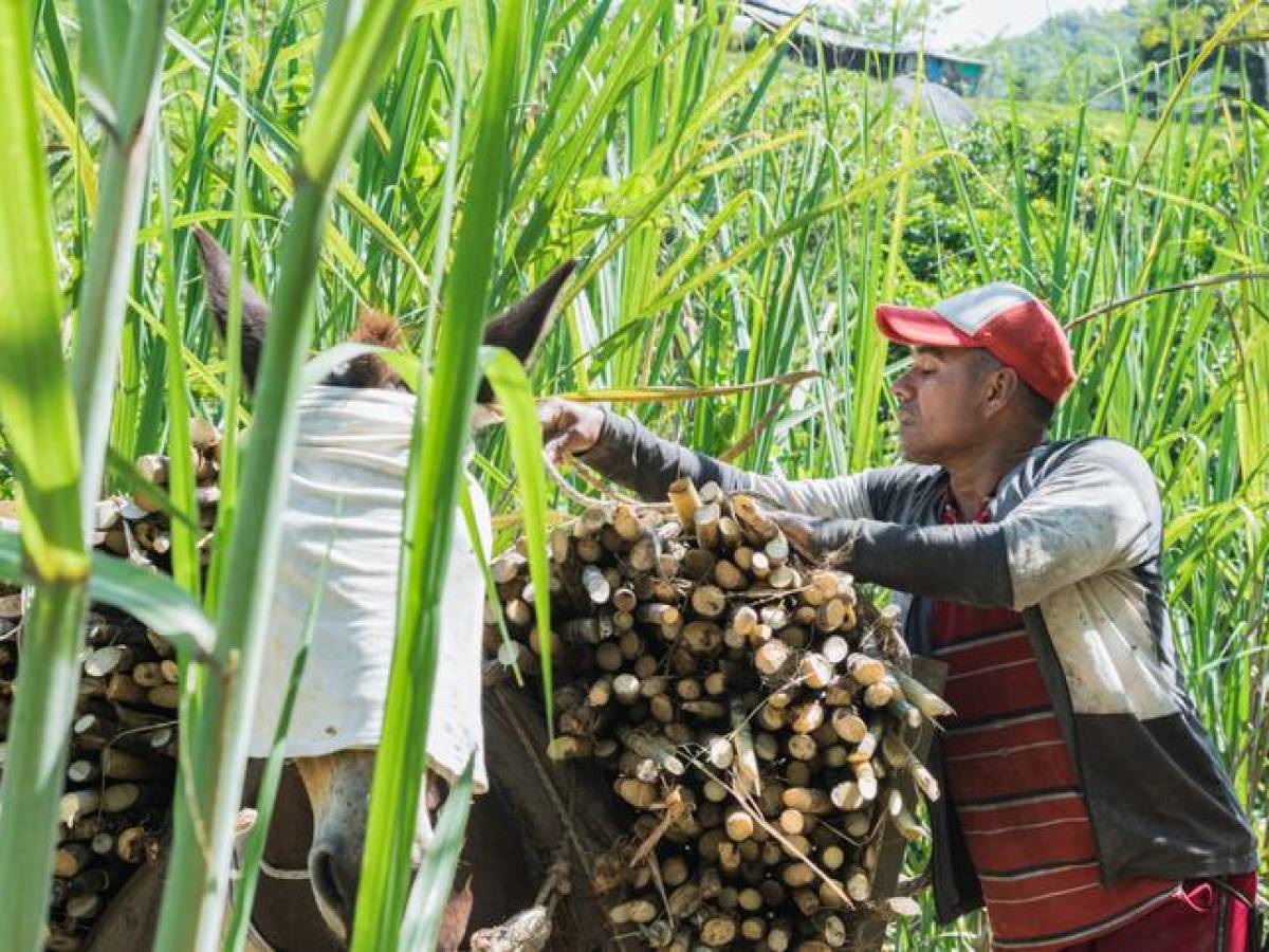 ONU reconoce mejoras laborales en Costa Rica, aunque persisten trabajos forzosos