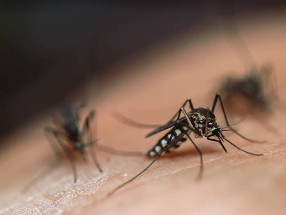 OMS: El cambio climático favorece aumento de casos de dengue y chikungunya