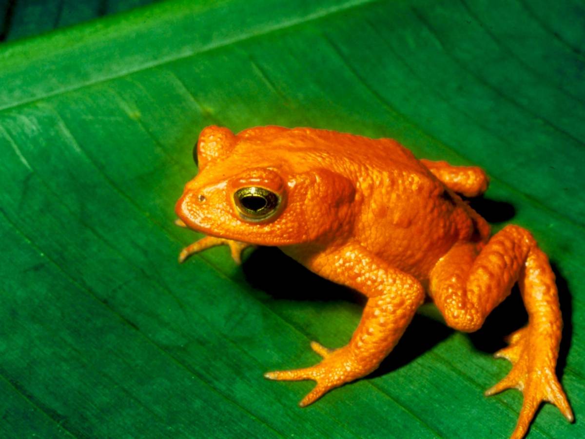 El sapo dorado de Costa Rica, víctima del calentamiento del planeta