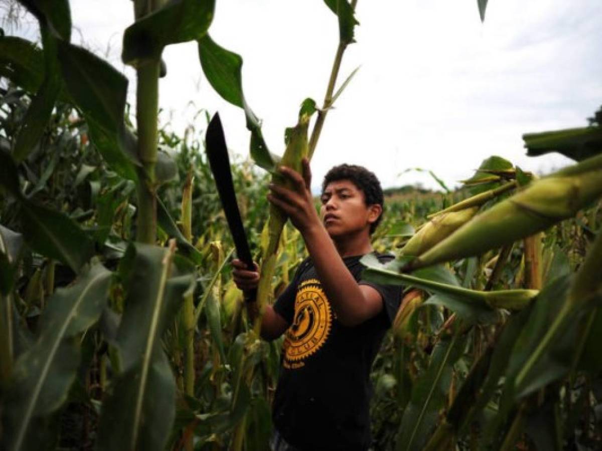 Ministros de Agricultura aumentarán producción de alimentos en Centroamérica