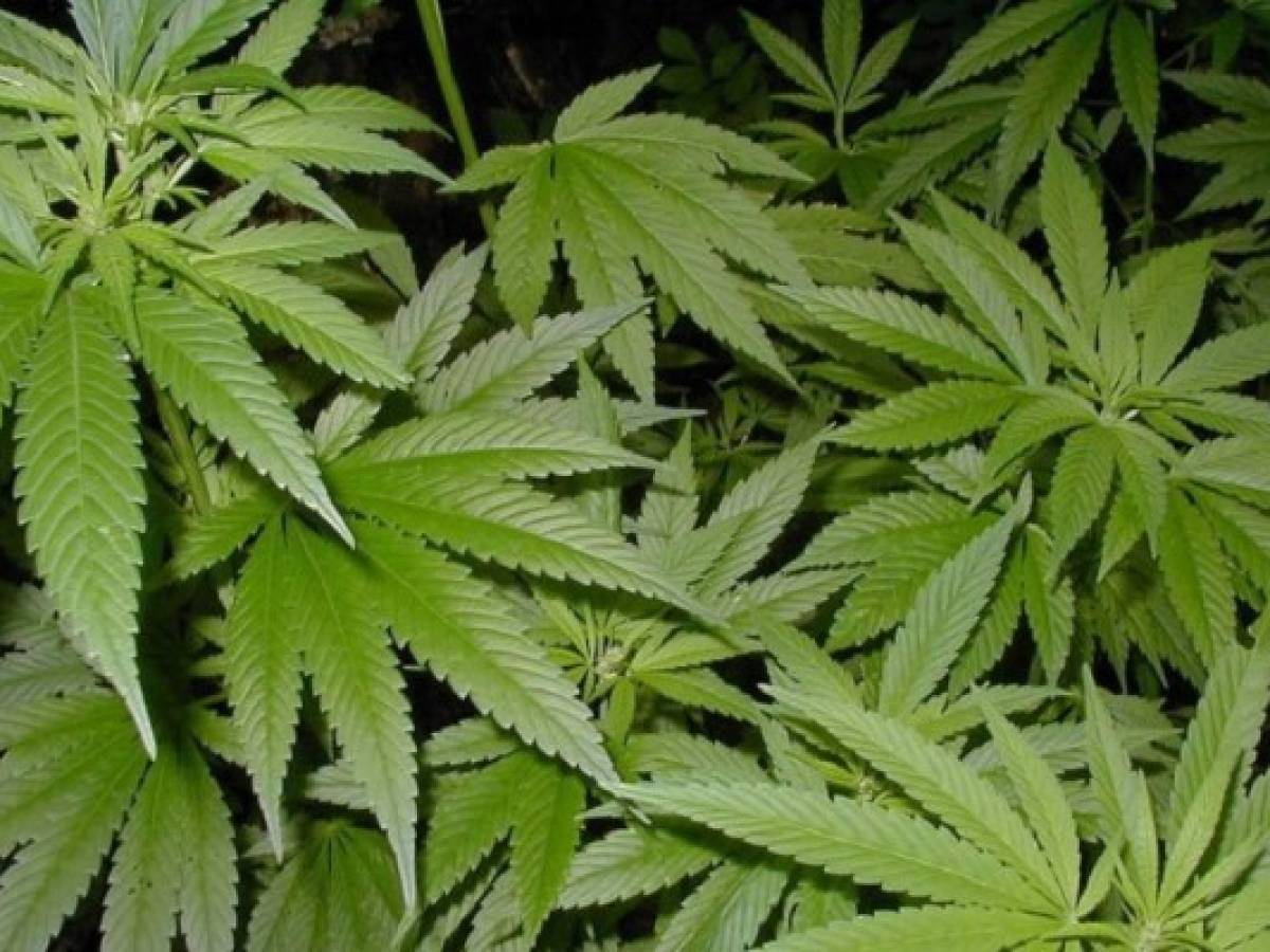 Diputado chapín propone uso medicinal y recreativo de la marihuana