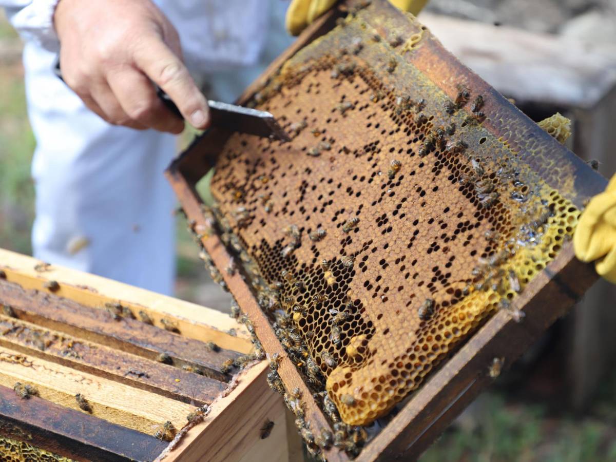 Exportaciones guatemaltecas de miel natural tuvieron un crecimiento de 21 % en 2022