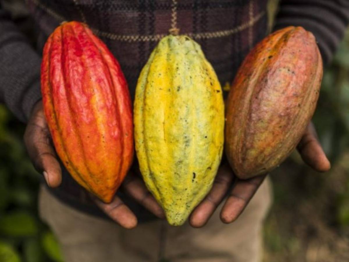 La pasión por el cacao, una historia de más de 5.000 años
