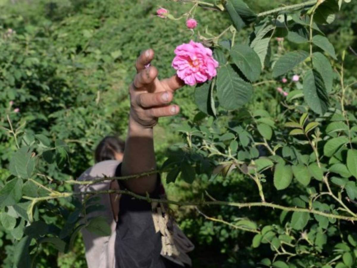 Guns y Roses, un perfume de éxito en Afganistán