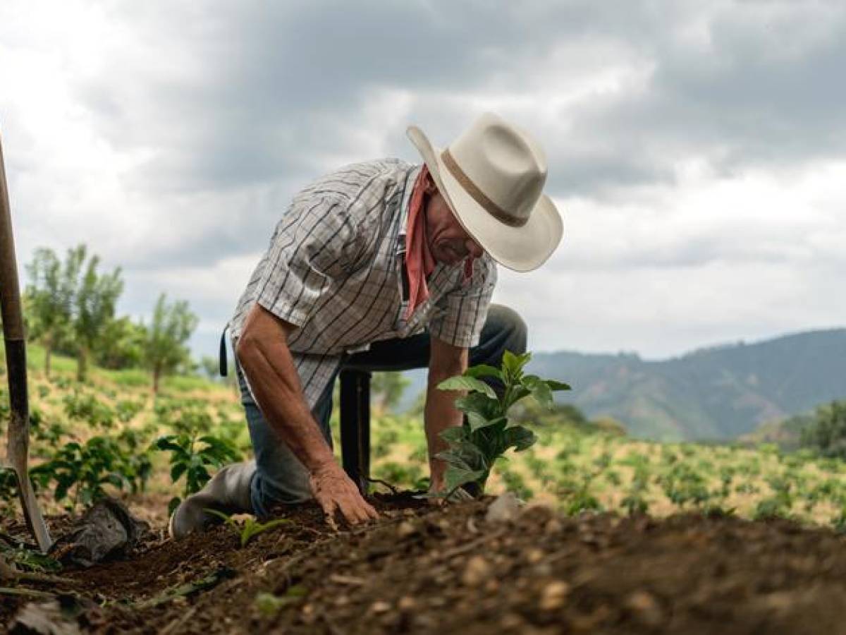 Costos de producción agrícola en Guatemala se han duplicado desde 2020