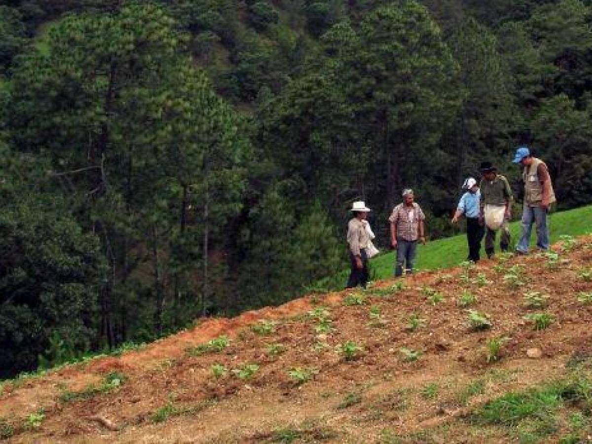 FAO hará mapeo digital de nutrientes del suelo de Centroamérica