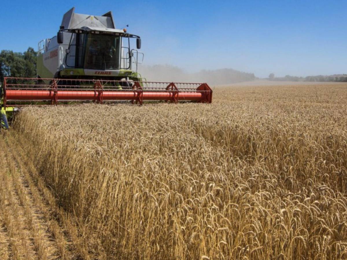 5 claves sobre la exportación de cereales de Ucrania