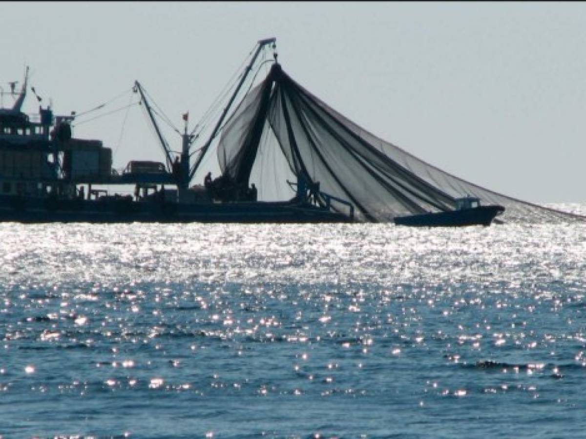 FAO: Los océanos están amenazados por la sobrepesca