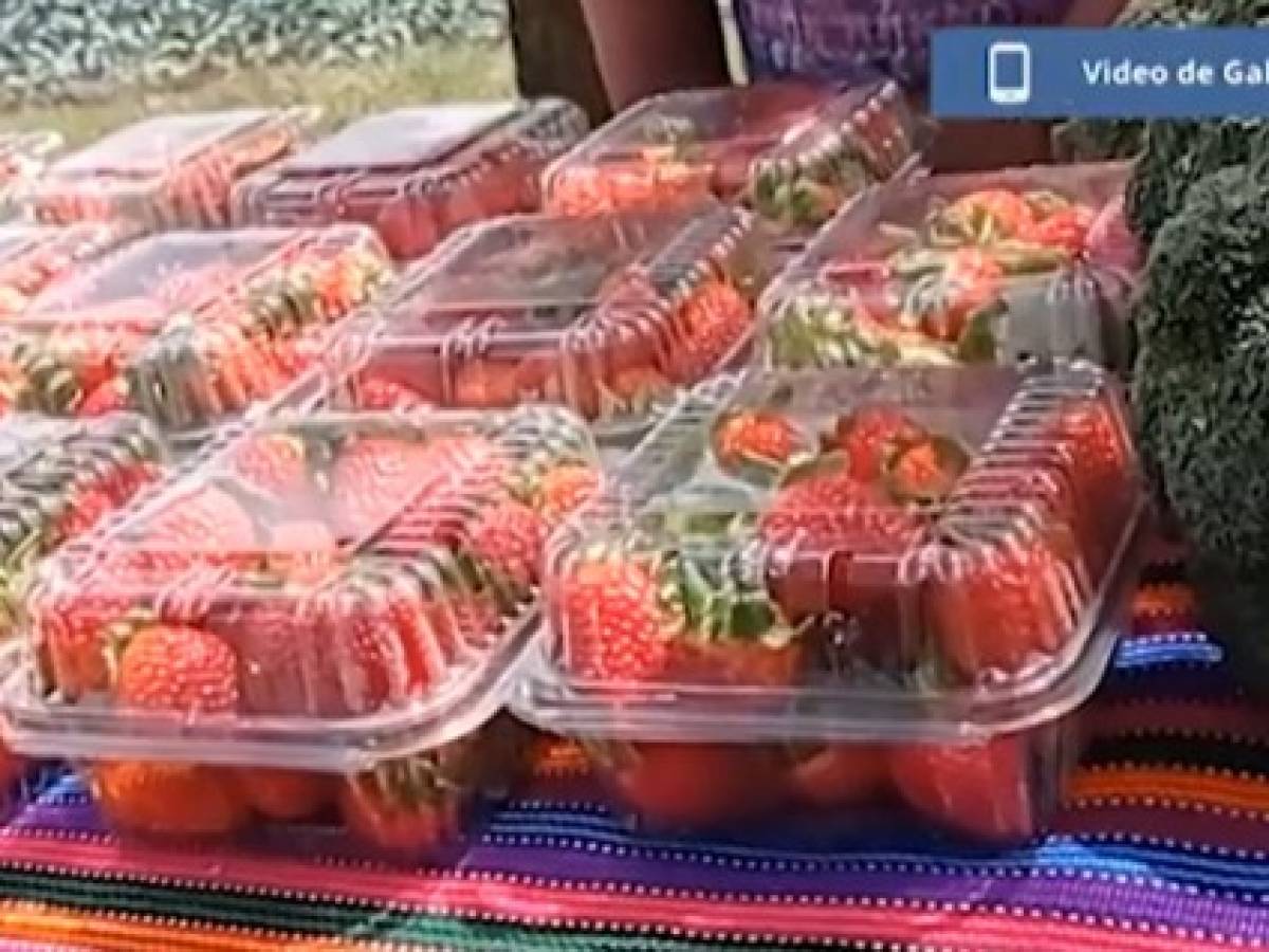 Cultivo de fresas, una oportunidad de superación para mujeres guatemaltecas