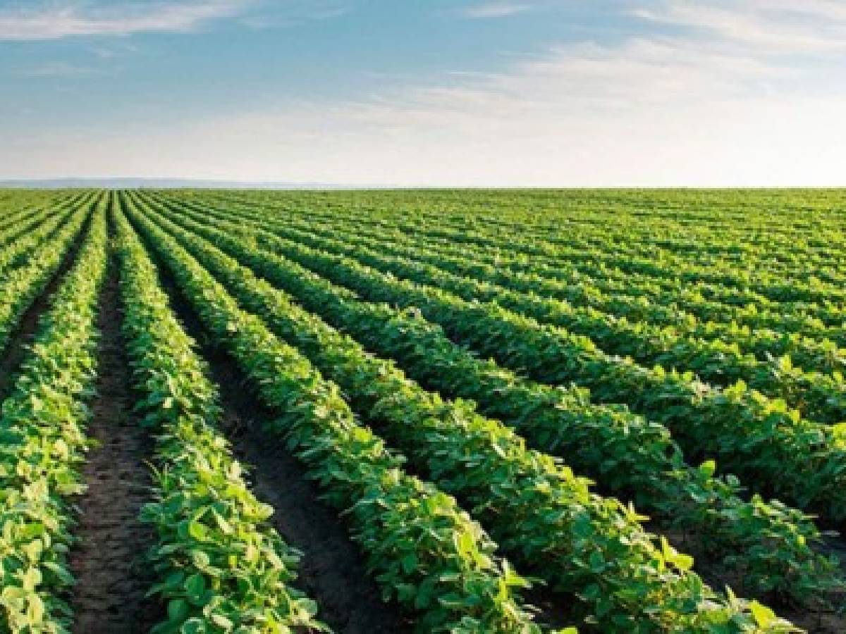 Banco Mundial llama a ‘repensar’ sector agropecuario de América Latina con enfoque verde