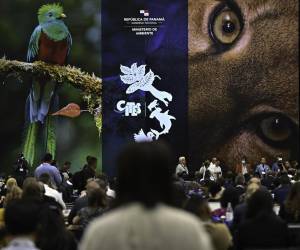 Cumbre sobre especies amenazadas arranca en Panamá para proteger la biodiversidad