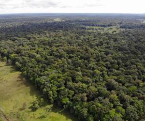 Costa Rica establece alianza con Japón para la valoración del bosque secundario