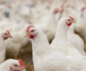 Centroamérica se mantiene en alerta ante casos de gripe aviar