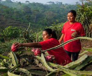 Sol Orgánica y Sol Simple: Pioneros en frutas orgánicas desde Nicaragua
