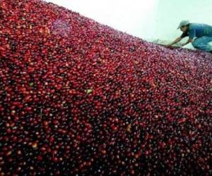 El Salvador exportó en el año cafetero anterior 779.630 sacos, por los que obtuvo US$155,1 millones.
