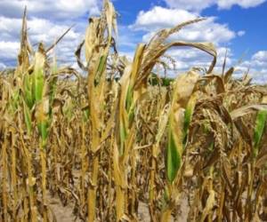 La sequía destruyó partes de cultivos frijoles y maíz, los alimentos básicos de la región, y presionó el sustento de los agricultores y los precios de los alimentos. (Foto: 123RF).