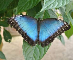 Mariposa morpho es el nuevo símbolo nacional de Costa Rica y deberá promoverse como imagen país