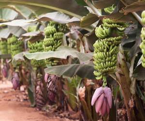 Industria bananera preocupada por volatilidad del tipo de cambio en Costa Rica