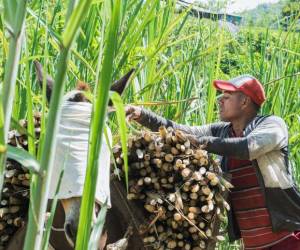Productores agropecuarios de Costa Rica advierten de despidos por tipo de cambio