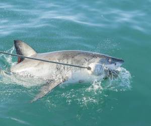 Organizaciones piden acabar con el comercio mundial de aletas de tiburón