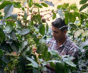 Producción de café en Honduras es amenazada por altos costos y falta de mano de obra