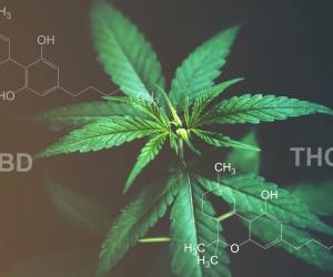 La doctora Yasmin Hurd, neurocientífica de Mount Sinai, explicó que los consumidores más jóvenes de cannabis están subestimando los efectos a largo plazo de la planta.