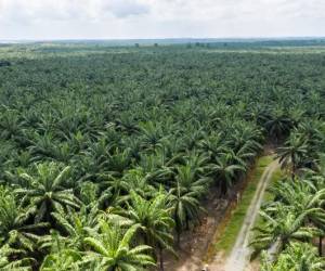 Guatemala: Sube la demanda internacional del aceite de palma