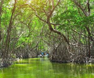 Costa Rica: Organización de mujeres aporta a conservación de biodiversidad y manglar