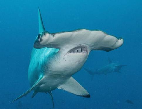 Costa Rica prohíbe la pesca del tiburón martillo