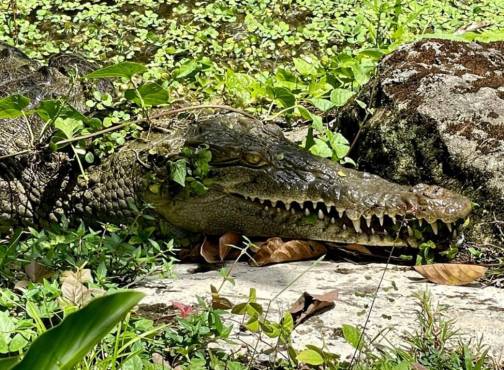 Coquito, la cocodrilo costarricense que marcó a la ciencia