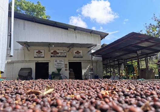Exportaciones de ‘Café de especialidad’ de Costa Rica llegan a nuevos mercados