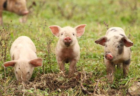 Panamá: Porcicultores advierten alza en costos, Gobierno congelaría arancel del maíz