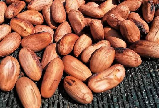 Productores de cacao piden mayor apoyo tecnológico