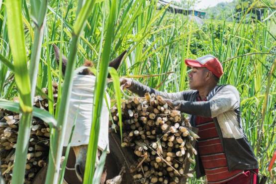 Productores agropecuarios de Costa Rica advierten de despidos por tipo de cambio