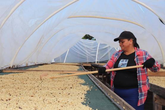 El Salvador exporta 30 % menos café en primeros meses de cosecha 2022-2023
