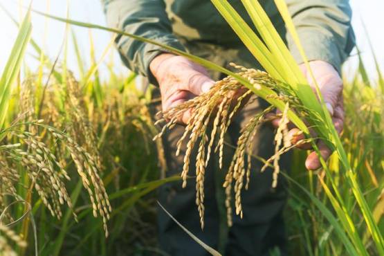 Productores de arroz preocupados por malezas resistentes a herbicidas
