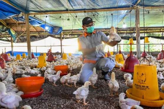 China registra la primera muerte por gripe aviar H3N8 en el mundo
