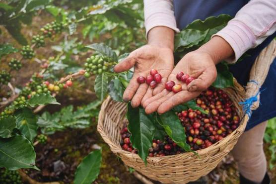 Sector cafetalero de Guatemala aprovecha el diferencial de precios internacionales