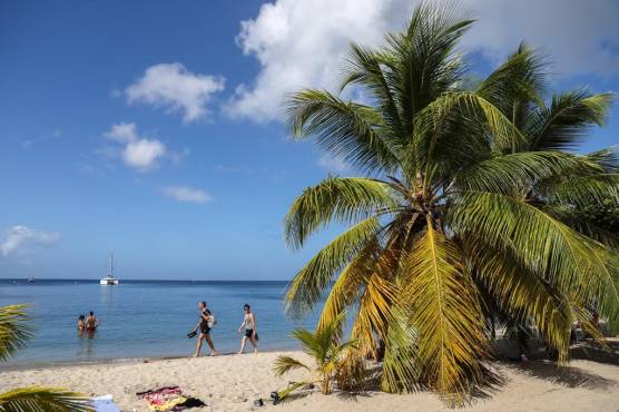 <i>Esta fotografía tomada en Les Anses-d’Arlet muestra una palmera en una playa en la isla caribeña francesa de Martinica el 26 de noviembre de 2022. (Foto de Charly TRIBALLEAU / AFP)</i>